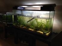 4ft Arcadia 150w Metal Halide Light for Tropical/Marine Tank
