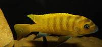 Large selection of Quality Malawi Cichlids Available