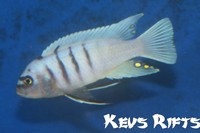 Large selection of Quality Malawi Cichlids Available