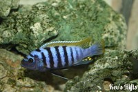Large selection of Quality Malawi Cichlids Available