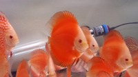 DLDISCUS Top Quality Discus To Both Trade And Retail