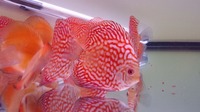 DLDISCUS Top Quality Discus To Both Trade And Retail