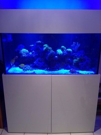 Marine reef aquarium