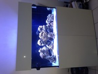Marine reef aquarium