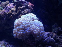 Marine reef aquarium
