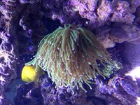 Marine reef aquarium