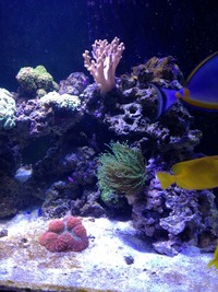 Marine reef aquarium