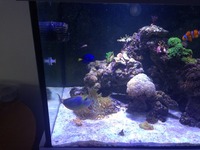 Marine reef aquarium