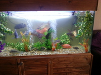 FOR SALE cichlids and 5ft x 3ft x 2ft tank