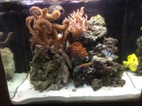 Red Sea Max 130d