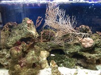 Pink spiny gorgonian