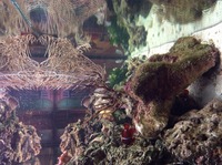 Pink spiny gorgonian