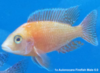 Cichlids for Sale. Aulonocara, Ahli, Cuckoo, Bristlenose (PICTURES OF ALL)
