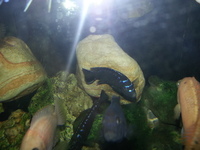 Top Quality Malawi Cichlids and Victorian Cichlids F1, F2 for sale