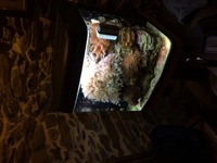 Kent marine reef full set up corals ect offers welcome