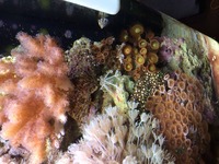 Kent marine reef full set up corals ect offers welcome