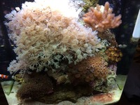 Kent marine reef full set up corals ect offers welcome