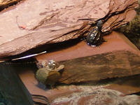 Fish Finatics Aquatic Centre, W Lancs - Current Fish Stock available
