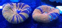 Maidenhead Aquatics@Shirley coral shipment 18/1/14