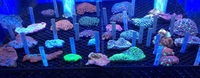 Maidenhead Aquatics@Shirley coral shipment 18/1/14