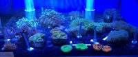 Maidenhead Aquatics@Shirley coral shipment 18/1/14