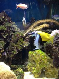 110 gallon full setup with livestock urgent sale