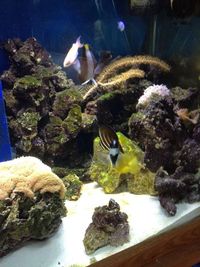 110 gallon full setup with livestock urgent sale