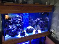 110 gallon full setup with livestock urgent sale