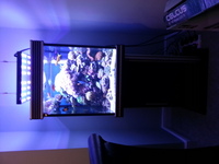 22 inches cube aquarium and sump