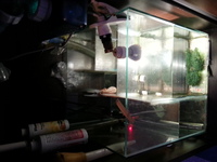 22 inches cube aquarium and sump