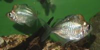 Parkers Aquatic Centre - Tropical Fish in Bristol, Full Stocklist