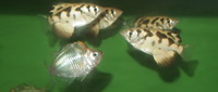 Parkers Aquatic Centre - Tropical Fish in Bristol, Full Stocklist