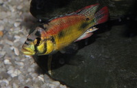 Parkers Aquatic Centre - Tropical Fish in Bristol, Full Stocklist