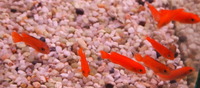 Parkers Aquatic Centre - Tropical Fish in Bristol, Full Stocklist