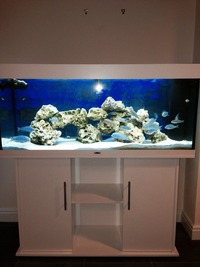 Juwel rio 240 in white malawi setup