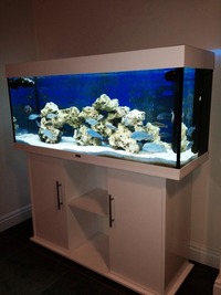 Juwel rio 240 in white malawi setup