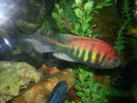 Top Quality Malawi Cichlids and Victorian Cichlids F1, F2 for sale