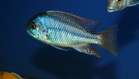 Tank bred Malawi and Tanganyika Cichlids for sale