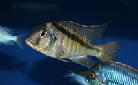 Tank bred Malawi and Tanganyika Cichlids for sale