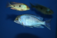 Tank bred Malawi and Tanganyika Cichlids for sale