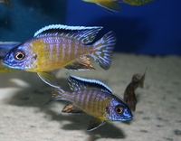 Tank bred Malawi and Tanganyika Cichlids for sale