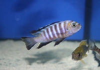 Tank bred Malawi and Tanganyika Cichlids for sale