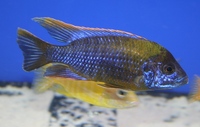 Tank bred Malawi and Tanganyika Cichlids for sale