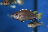 Tank bred Malawi and Tanganyika Cichlids for sale