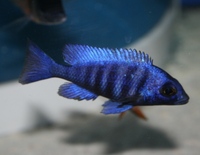 Tank bred Malawi and Tanganyika Cichlids for sale
