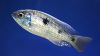 Tank bred Malawi and Tanganyika Cichlids for sale