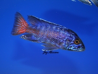 Tank bred Malawi and Tanganyika Cichlids for sale