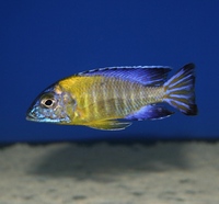Tank bred Malawi and Tanganyika Cichlids for sale