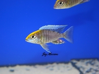 Tank bred Malawi and Tanganyika Cichlids for sale