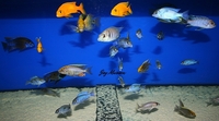 Tank bred Malawi and Tanganyika Cichlids for sale
